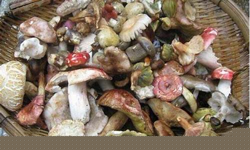 梦到捡菌子是什么意思(梦到捡菌子是什么意思周公解梦)-易学网