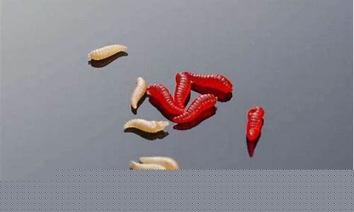梦到蛆(梦到蛆爬到身上预示着什么)-易学网