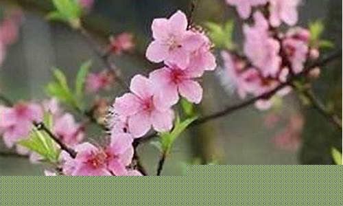 如何挡烂桃花(挂什么挂饰可破解)-易学网